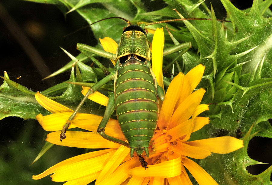 Uromenus (Bolivarus) elegans